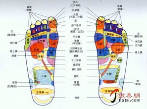 脚底穴位按摩详解图 2