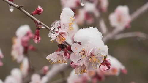 韩愈《春雪》中：白雪嫌春迟，庭树舞飞花 2