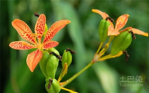 掌握高效射干种植技术与栽培秘诀，轻松提升产量 3