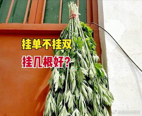 端午节艾草该如何正确悬挂？ 3