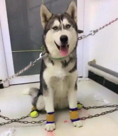 揭秘哈士奇的标准特征，全面了解这一犬种！ 2