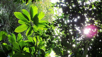 探索繁花嫩叶的拼音魅力与深意 2