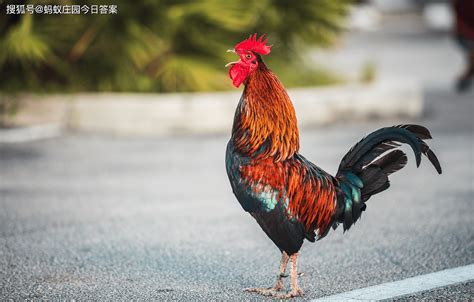 揭秘！公鸡报晓的奇妙机制，探秘蚂蚁庄园的自然奥秘 4