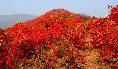 北京香山红叶最佳观赏时间是什么时候？ 2