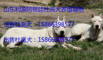 杜高犬的价格是多少？ 4