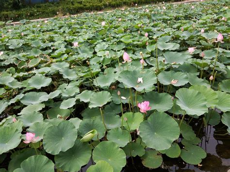 探秘江南水乡：莲叶翩翩，何等田园风光 2