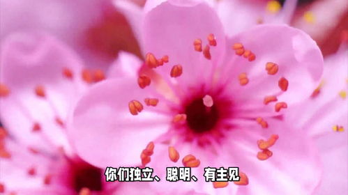 揭秘：比翼双飞对应的生肖是谁？ 2