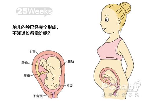 孕三月胎儿发育示意图 3