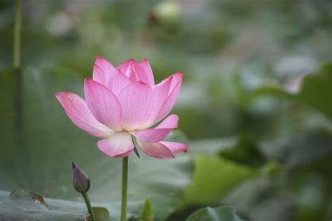 揭秘：莲花盛开的神秘季节 2