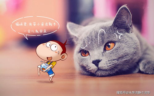 手机版猫神牧场：乐趣体验如何？ 2