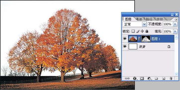 利用Photoshop通道技术抠取繁密树枝背景的方法 2