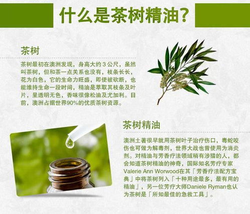 茶树精油高效使用指南全集 4