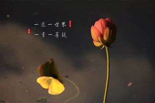 探秘：花语叶寻，曲叹人生，只为一人情深 2