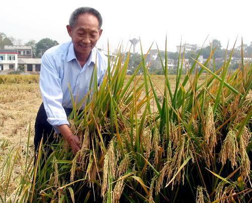 揭秘：袁隆平杂交稻的广泛应用之地 4