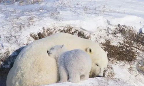 动物冬眠的多样策略 4