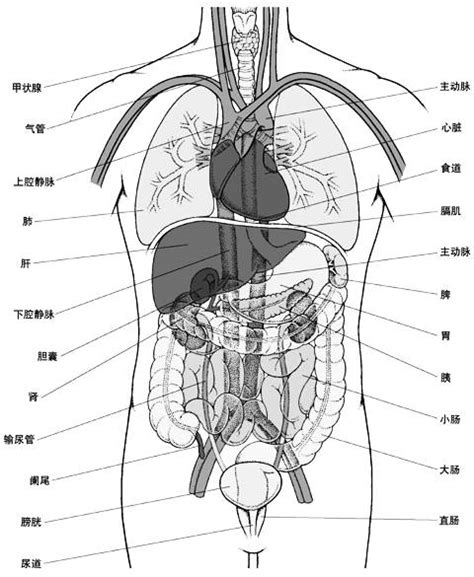 探索人体奥秘：肚子内部器官详细图解 4