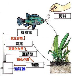 养鱼秘籍：轻松培育硝化菌，打造完美水质生态 3