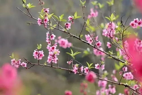 桃花盛开，绚烂了整个春日画卷 3