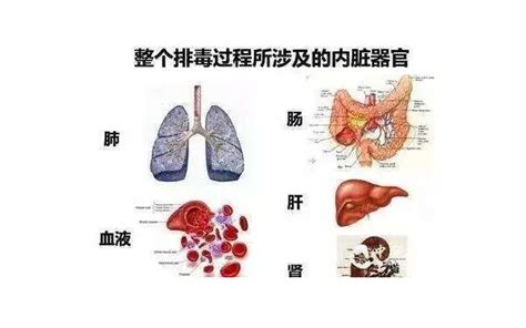 人体内最大的解毒器官揭秘，你知道吗？蚂蚁庄园告诉你答案！ 5