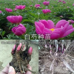 白芍的高效种植方法与技巧 2