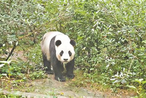 四川熊猫基地究竟藏匿在成都的哪个角落？ 2