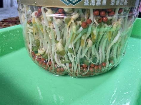 家传秘技：轻松自制鲜嫩绿豆芽 2