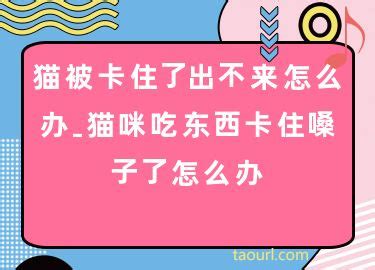 狗狗被食物卡住应急处理办法 4