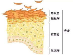 揭秘“皮”字的独特结构 4