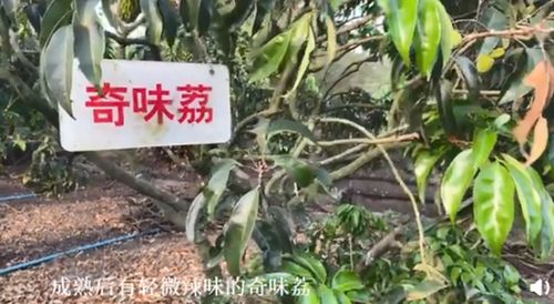 惊！农户创新种植技术，培育出辣椒味荔枝新品种 3