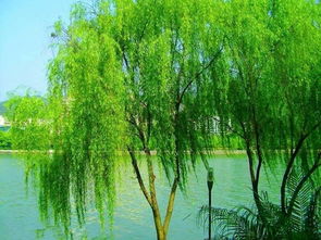 柳树在风中摇摆如何扩写句子？ 1