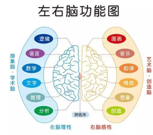 揭秘：左右脑的神奇功能与独特作用 2