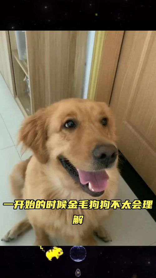 高效训练金毛犬的方法与技巧 2