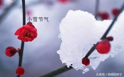 揭秘：哪句诗绘尽了小雪时节的绝美风光？ 3