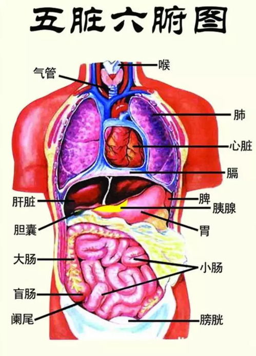 揭秘人体：五脏六腑详细图解 4