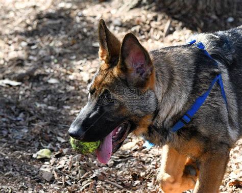 热门德国牧羊犬精彩视频集锦 1