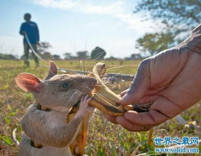 惊人发现！揭秘世界上最大的老鼠！ 3