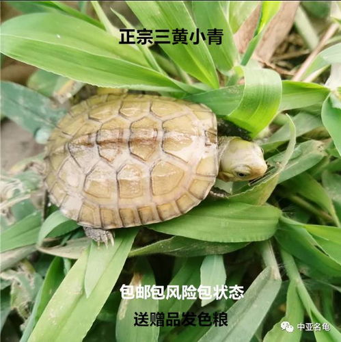 鉴别越南金钱龟的方法 3