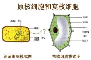 原核细胞与真核细胞的主要差异概览 3