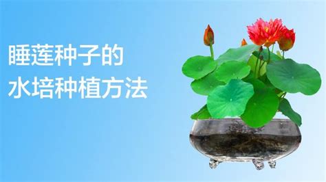 轻松学会：睡莲种子水培种植全攻略 4