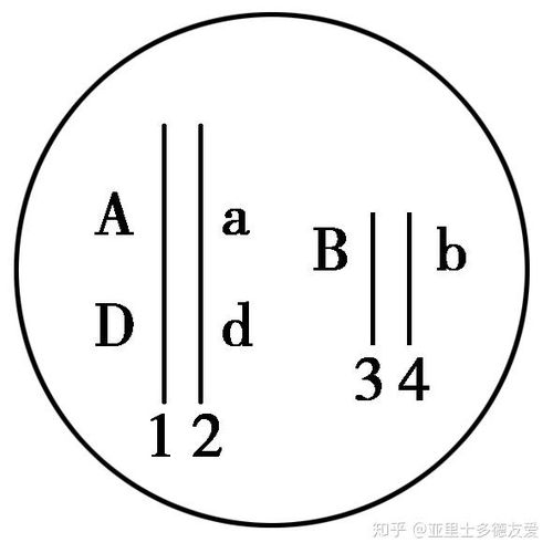 等位基因与非等位基因的定义 3