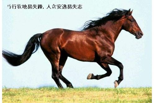 揭秘“马行”的真正含义，全面解读“马行”是什么！ 1