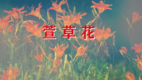 揭秘！《萱草花》原唱究竟是谁？ 2