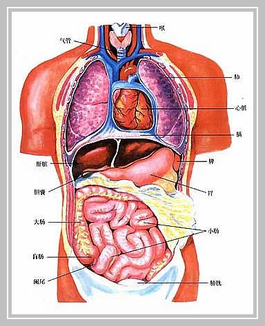 人体器官象征意义求解 4