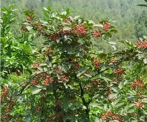 花椒树怎么种植及管理？ 1