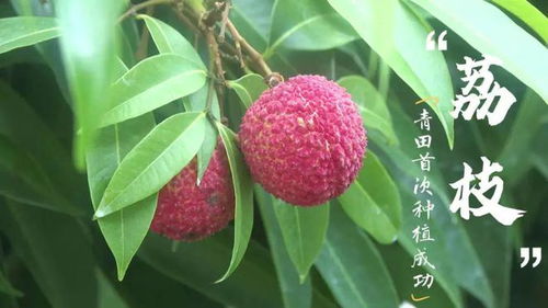 惊！农户创新种植技术，培育出辣椒味荔枝新品种 2