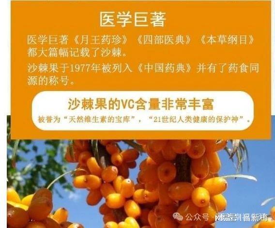 如何鉴别沙棘品质优劣 2