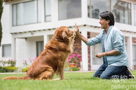 金毛犬配种前的准备工作 4