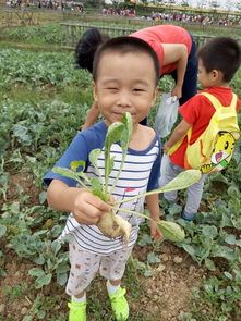 揭秘：“拔萝卜”背后的趣味含义是什么？ 1