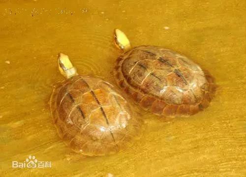 珍稀金钱龟的高效养殖秘籍 1