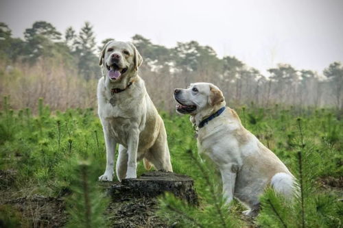 拉布拉多犬饲养难度如何？ 2